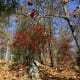 Beautiful deep orange-reddish leaves.