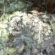 Species of moss found growing on a rock at Crowders Mountain State Park, Kings Mountain, NC