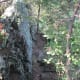 Here is a scene from atop The King's Pinnacle Crowders Mountain State Park Kings Mountain, NC