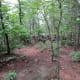 A view along the Rocktop Trail at Crowders Mountain State Park.