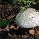 Interesting mushroom.