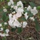Mountain Laurel grows along the Rocktop Trail at Crowders Mountain State Park.