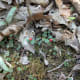 Mitchella repens Partridge-berry