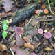 Laccaria Amethystina