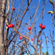 Rosa Canina