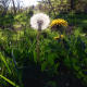 Taraxacum