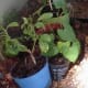 Smaller round pots like these would also be convenient for starting your crop. One or a couple of pieces to a pot could germinate and take root pretty well, in readiness for transplanting, but would need to be moved faster.