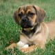 Puggle