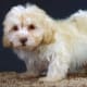 top-10-most-popular-crossbreed-or-mixedbreed-dogs