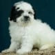 The Shih Poo Dog