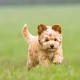 Cockapoo