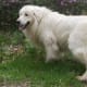 top-10-most-popular-crossbreed-or-mixedbreed-dogs