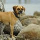 Puggle