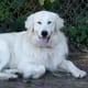 top-10-most-popular-crossbreed-or-mixedbreed-dogs