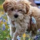 Maltipoo