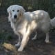 top-10-most-popular-crossbreed-or-mixedbreed-dogs