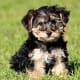 Yorkipoo