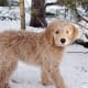 Goldendoodle