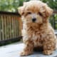 Maltipoo