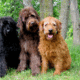top-10-most-popular-crossbreed-or-mixedbreed-dogs