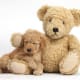 Goldendoodle