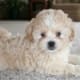 Shih Poo