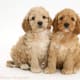 Cockapoo