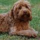 top-10-most-popular-crossbreed-or-mixedbreed-dogs