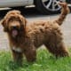 Goldendoodle