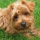 top-10-most-popular-crossbreed-or-mixedbreed-dogs