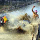 bull-festival-abull-sport-and-bull-worship-in-india