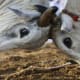 Goa Bull Fight
