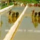 bull-festival-abull-sport-and-bull-worship-in-india