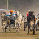 bull-festival-abull-sport-and-bull-worship-in-india