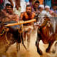 bull-festival-abull-sport-and-bull-worship-in-india