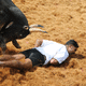 bull-festival-abull-sport-and-bull-worship-in-india