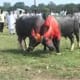bull-festival-abull-sport-and-bull-worship-in-india