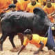 bull-festival-abull-sport-and-bull-worship-in-india