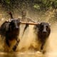 bull-festival-abull-sport-and-bull-worship-in-india