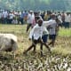 bull-festival-abull-sport-and-bull-worship-in-india
