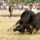 bull-festival-abull-sport-and-bull-worship-in-india