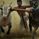 Traditional Bull Racing in Kerla