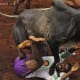 bull-festival-abull-sport-and-bull-worship-in-india