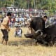bull-festival-abull-sport-and-bull-worship-in-india