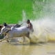 Traditional Bull Racing in Kerla