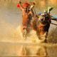 bull-festival-abull-sport-and-bull-worship-in-india