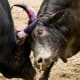 Goa Bull Fight