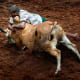 bull-festival-abull-sport-and-bull-worship-in-india