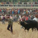 bull-festival-abull-sport-and-bull-worship-in-india