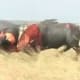 bull-festival-abull-sport-and-bull-worship-in-india